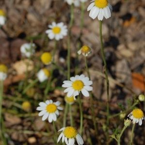 Meet your Posher, Paris